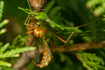 Obraz premium Tiger Crane Fly - Nephrotoma spp.