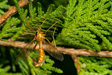 Obraz premium Tiger Crane Fly - Nephrotoma spp.