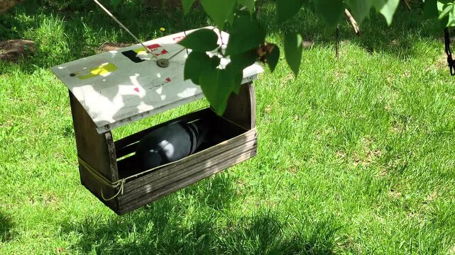 Pigeon bird foraging inside wooden feeder hanging on park lawn