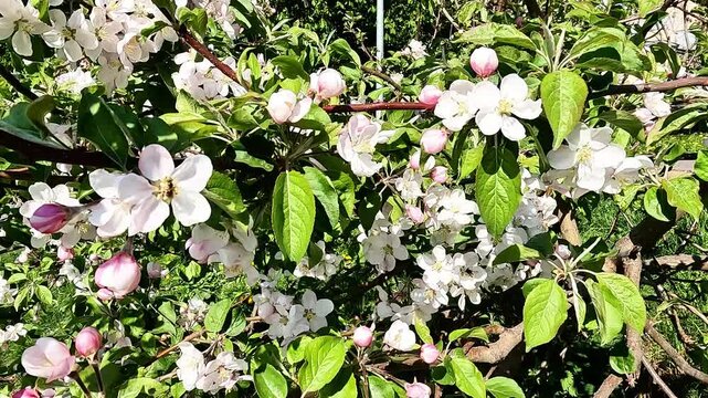 Apple tree branches blooming with white flowers in garden springtime