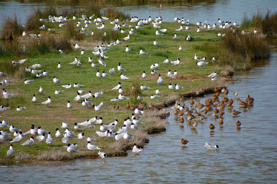Mouettes rieuses &agrave; Noirmoutier