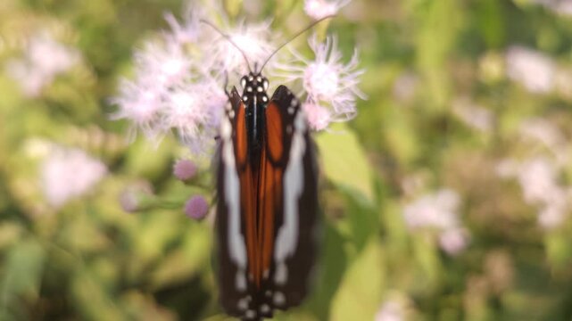 Macro Close Up of Plain Tiger Butterfly Pollinating White Wildflowers, Butterfly Wings, Nectar Feeding, Tropical Wildlife, Nature Documentary, 4K Cinematic Footage