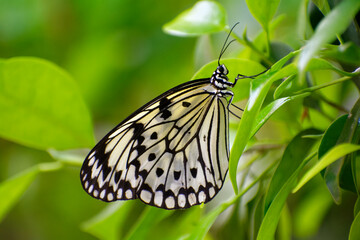 Superbe papillon © Nicolas