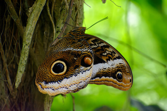 Superbe papillon