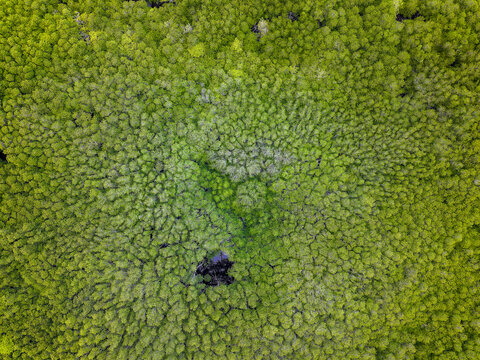 Aerial top-down view of dense green mangrove forest canopy and ecosystem