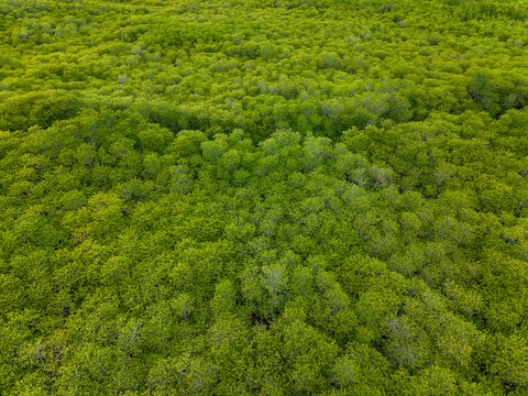 Flying over dense tropical mangrove canopy in Nusa Lembongan off Bali
