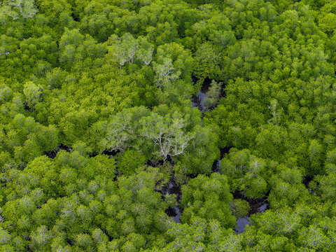 High angle view of vibrant mangrove trees and wetlands in Bali, Indonesia