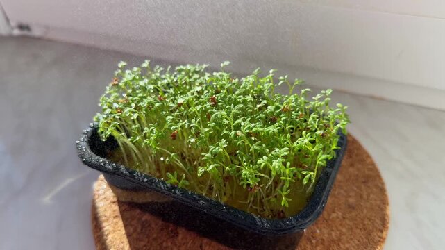 A balcony garden features arugula seedlings being misted from a spray bottle. The vibrant green leaves flourish in a black pot near a window