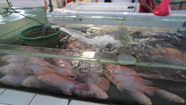 Red tilapia fish swimming in a freshwater pond with water aeration pipe system.