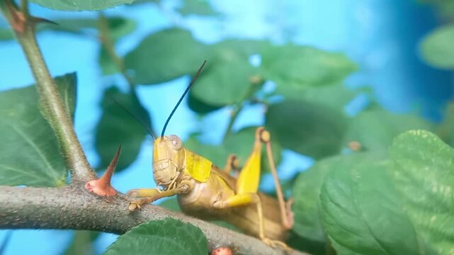 Yellow grasshopper rests on a thorny branch. Green leaves surround the insect in natural light. Soft focus background enhances subject clarity. Bright blue sky suggests a sunny outdoor setting.