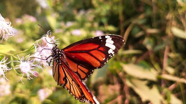 Macro Close Up of Plain Tiger Butterfly Pollinating White Wildflowers, Butterfly Wings, Nectar Feeding, Tropical Wildlife, Nature Documentary, 4K Cinematic Footage