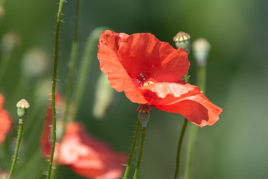 Coquelicot 