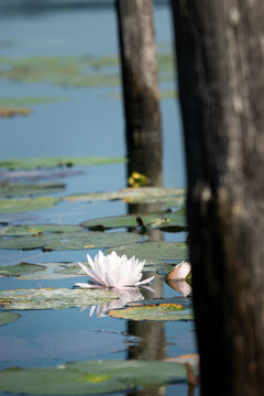 N&eacute;nuphar sur lac 
