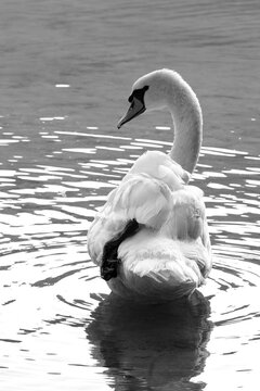 Cygne 
