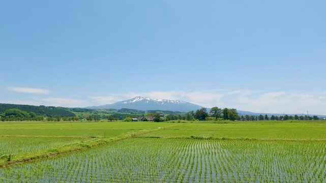 鳥海山と九十九島の水田（秋田県にかほ市）