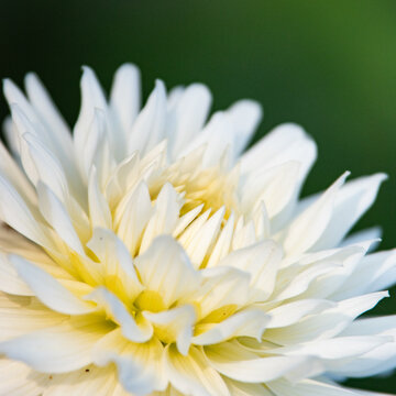 Chrysanth&egrave;me 