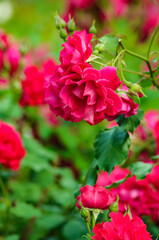 Fototapeta premium Cluster of pink roses with buds and leaves on blurred green background. Natural floral composition with fresh garden atmosphere. 