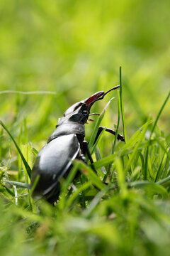 Lucane cerf volant 