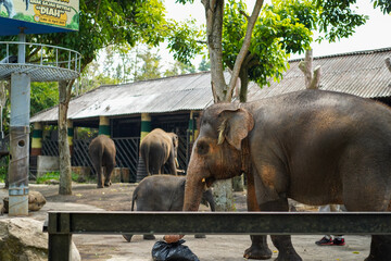 Elephants in a zoo enclosure with trees and a building © Firman Maulana Ihsan