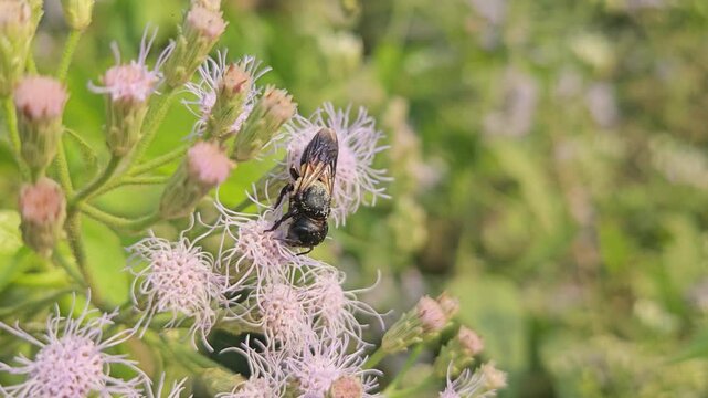 Indian Giant Bee