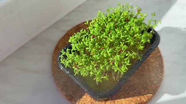 Tender arugula seedlings in a black pot beside the window thrive under the gentle mist of a spray bottle, their vivid green foliage bringing life to the tiny balcony garden.