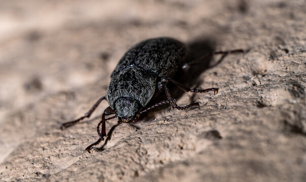 Hairy Darkling Beetle with Dense White Setae Crawling on Painted Concrete Pillar, Tenebrionidae Florida