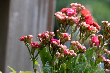 Obraz premium Close-Up of Red Kalanchoe Flower Buds with Water Droplets