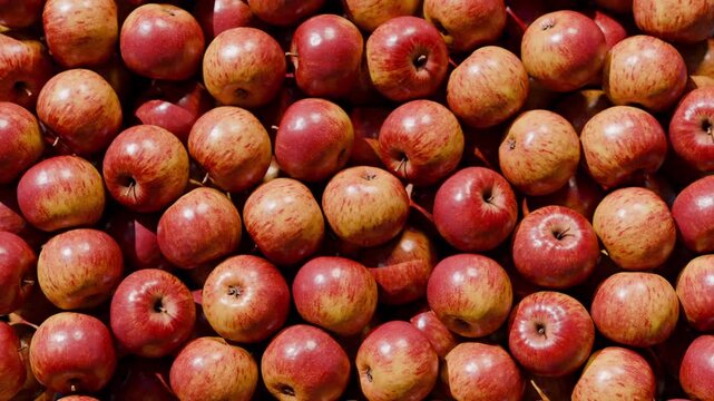 Fresh Red Apples Full Frame Top View &mdash; Abundant Harvest Background Reveal from Black