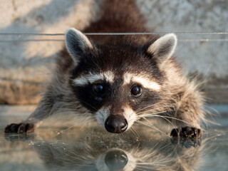 Raccoon © K