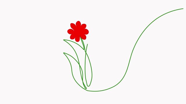 Red flower blooming animation with green grass, continuous line art, and motion graphics