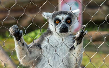 ring tailed lemur © K