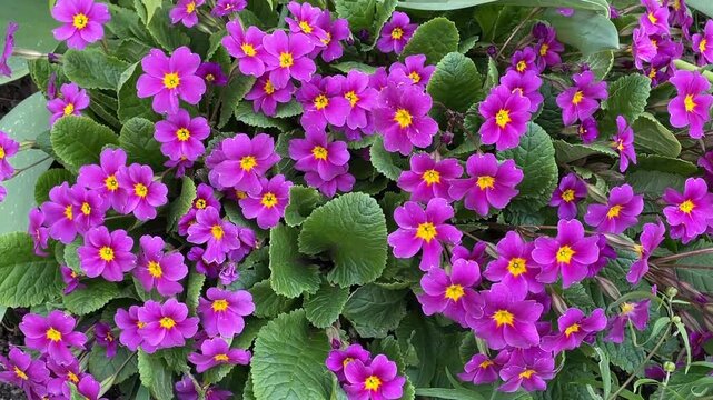 Purple primrose flowers with yellow centers and lush green foliage in nature background