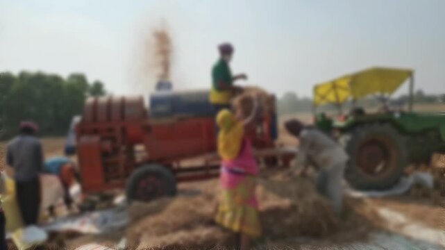 Wide View of Tractor Powered Threshing Machine Working in Harvested Agricultural Field, Mechanized Farming, Grain Processing, Rural Landscape