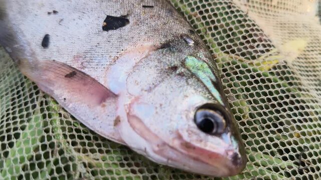 Bronze featherback&nbsp;or Notopterus notopterus fish. Its is a&nbsp;ray-finned fish&nbsp;in the family&nbsp;Notopteridae&nbsp;found in&nbsp;South&nbsp;and&nbsp;Southeast Asia. Although primarily found in fresh water.