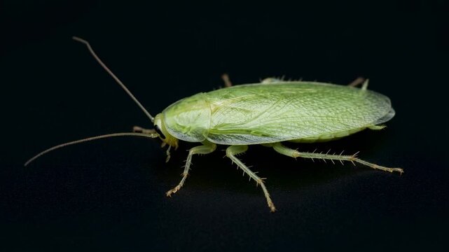 cuban cockroach panchlora nivea isolated on black background close up video