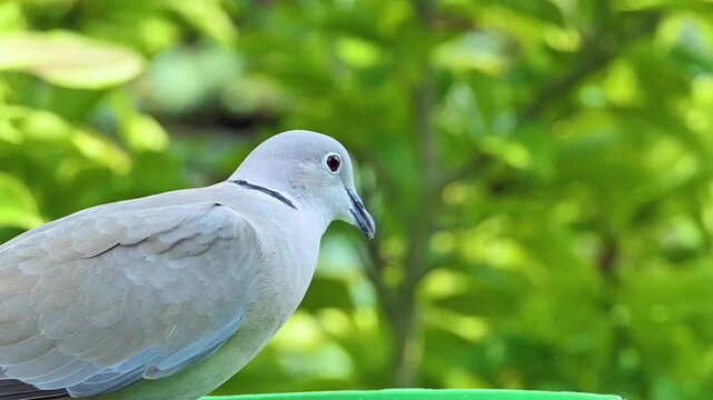 African Turtle Dove in the garden eating seeds