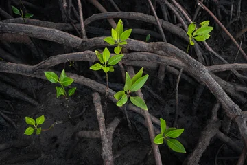 Young mangrove seedlings emerging among exposed aerial roots in a healthy tropical mangrove forest ecosystem. © Vladimir