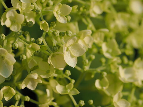 Blooming white hydrangea flowers