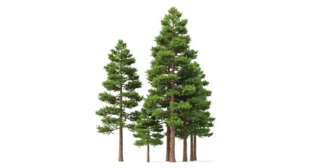 Group of tall green pine trees standing together in a small forest cluster © Zahidul Creative