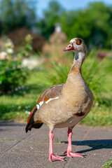 Fototapeta premium Egyptian goose standing in a sunny park