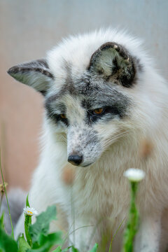 Silverfox portrait in natural surroundings