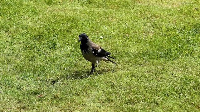 A Grey Rook walks on the grass in a park in summer