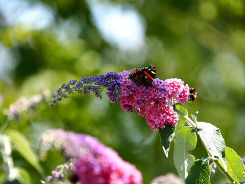 Peacock butterfly and bumble bee on blooming butterfly bush