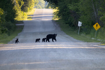 Wildlife hazard mother American black bear sow Ursus americanus with three cubs crossing rural dirt country road near speed limit sign in Ontario Canada © Annette Buchkowski