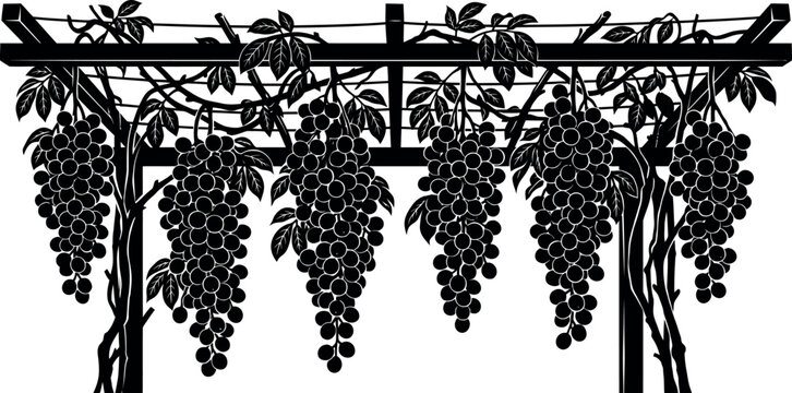Black grapes hanging on metal wire trellis