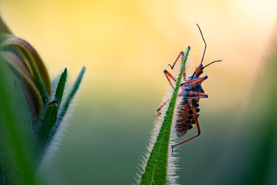 Assassin bug climbing a backlit hairy leaf at golden hour, predatory insect with red legs, macro, Bulgaria