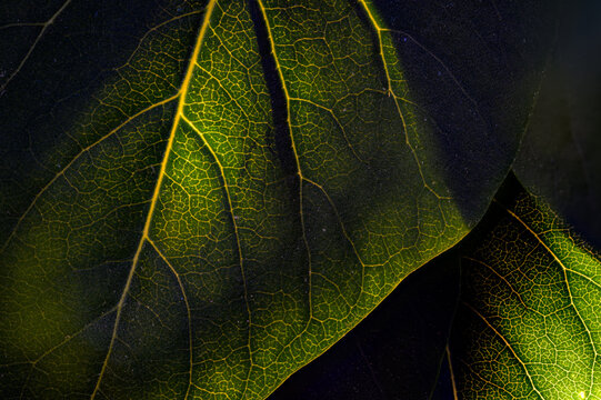 Backlit leaf veins glowing gold and green against dark background, abstract natural texture, macro, Bulgaria
