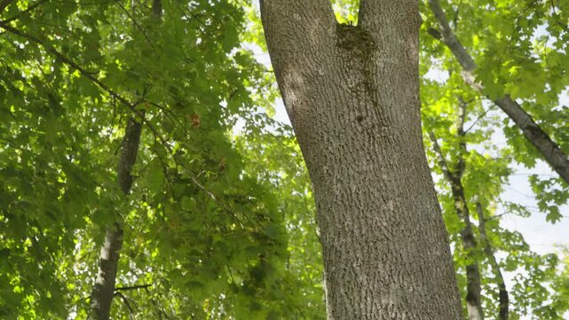 textured bark of a large tree trunk as sunlight filters through a dense canopy of vibrant green summer leaves.