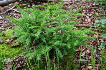 Fototapeta premium Little green fir pine tree growing in the woods, coniferous forest floor background, selective focus, sustainability concept. moss on the ground