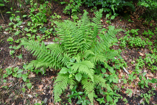 Dryopteris filix-mas male fern plant in its natural habitat, fresh green forest vegetation on a sunny day, botanical background with wild rich greenery
  .